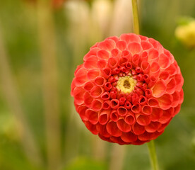 Beautiful close-up of a red pompon dahlia