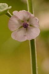 Beautiful close-up of althaea officinalis