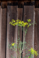 Dill plant with a flower