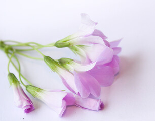 Pink flowers on white background 