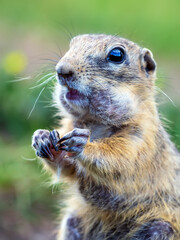 Gopher is sitting near of its hole on the grassy field