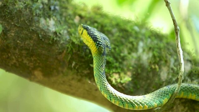 Sri Lankan green pit viper Craspedocephalus trigonocephalus Ceylon pit viper green snake endemic pet snake