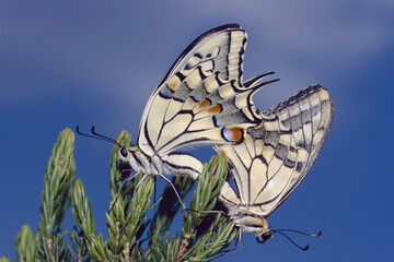yellow swallowtail butterflies in mating