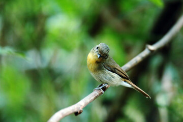 Tickell's Blue Flycatcher on a branch
