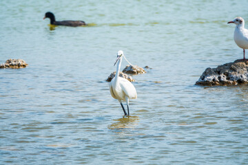 The small white heron or Little egret stands in the lake