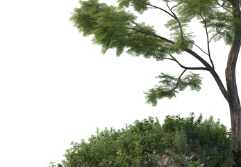 Big trees and shrubs on a white background.