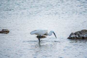 The small white heron or Little egret stands in the lake with fish in its beak.