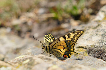 Fototapeta na wymiar Un papillon machaon posé au sol