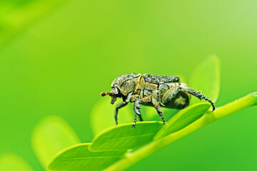 A brown beetle on green leaf