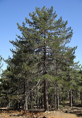 Fototapeta premium pine trees in the forest