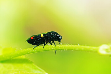 A fly insect on green leaf