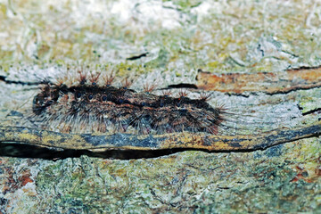 Naklejka premium the bark of the tree