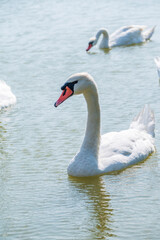 Fototapeta premium A large flock of graceful white swans swims in the lake., swans in the wild