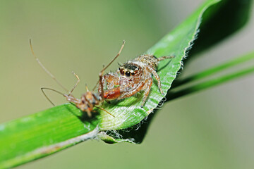 A jumper spider and prey on green leaf
