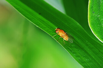 A fly insect on green leaf