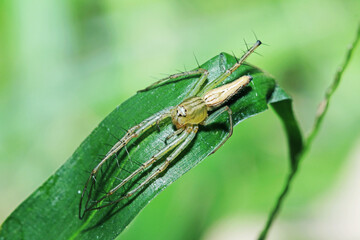 A jumper spider on green leaf