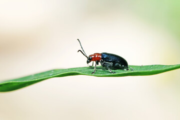 A beetle on green leaf