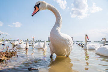 A large flock of graceful white swans swims in the lake., swans in the wild © Dmitrii Potashkin