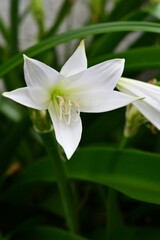 Fototapeta premium アフリカハマユウ （阿弗利加浜木綿）