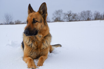 German Shepherd dog lying in the snow. German Shepherd Dog in winter. Dog performs the commands of the owner.