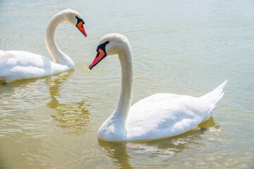 Two Graceful white Swans swimming in the lake, swans in the wild