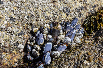 Barnacles on the stone on the beach