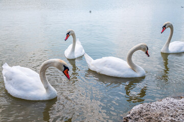 Fototapeta premium A large flock of graceful white swans swims in the lake., swans in the wild