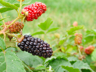 Blackberries growing and ripening on the twig. Black and Red Blackberries. Selective focus.