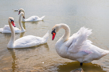A large flock of graceful white swans swims in the lake., swans in the wild