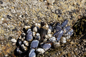 Barnacles on the stone on the beach