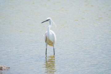 Fototapeta premium The small white heron or Little egret stands in the lake