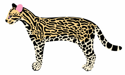 Ocelot realistic vector illustration isolated on white background