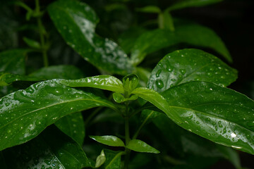 during the rain all day
taking pictures of playing animals