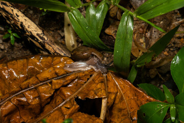 during the rain all day
taking pictures of playing animals