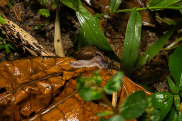 during the rain all day
taking pictures of playing animals