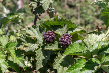 Boysenberry  picked in summer