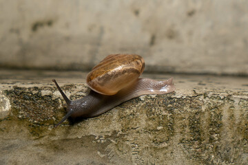 
during the rain all day
taking pictures of playing animals