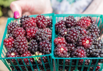 Boysenberry  picked in summer