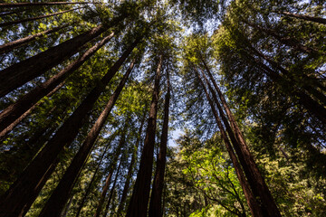 Fototapeta premium View on the redwood trees upward