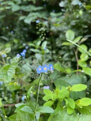 Small blue Forget Me Not flowers blooming in the forest.