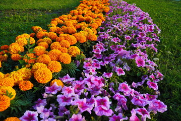 A strip of yellow marigolds and lilac petunias in the city park