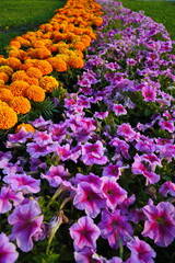 A strip of yellow marigolds and lilac petunias in the city park