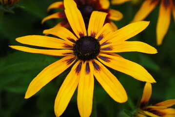 Yellow rudbeckia flower close-up view from above