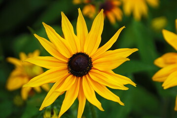 Yellow rudbeckia flower close-up view from above