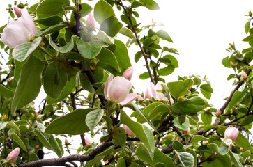 Beautiful floral background. Tender branch with white quince flowers and green leaves in the garden on a spring day.