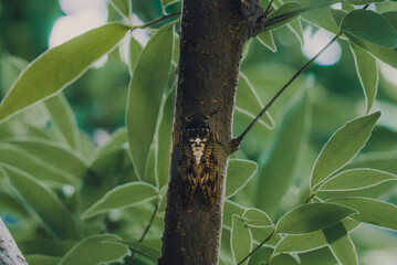 初夏の樹木にとまって鳴くアブラゼミ