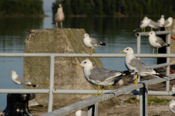 Seagulls sit in a flock on a pier on the shore of a lake on a summer day.