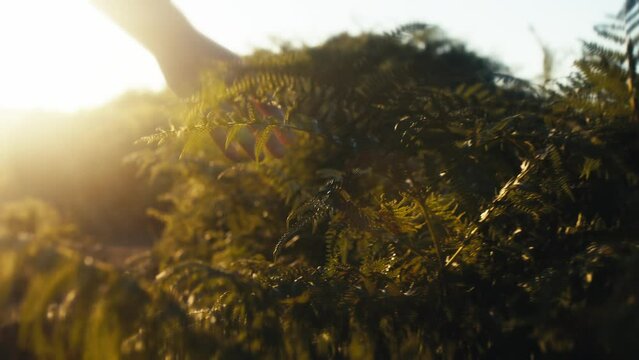 Hand strokes fern leaves at sunset light