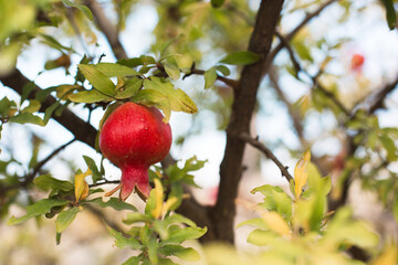 A ripe red pomegranate is hanging on a branch of a fruit tree. Natural food, eco-friendly, orchard	