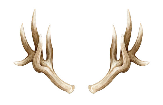 Elk horns watercolor illustration. Stag pair of horns. Wildlife natural animal decoration head element